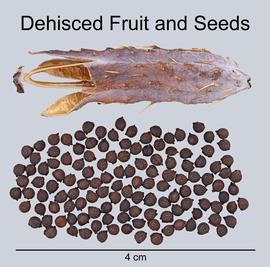   Fruit, seeds:   Argemone albiflora ; Photo by D. Walters and C. Southwick, Table Grape Weed Disseminule ID
